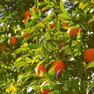 درخت نارنگی