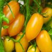 بذر گوجه چری زیتونی زرد ارگانیک