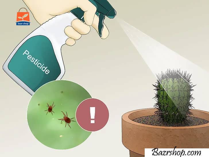 آفت کنه تار عنکبوتی (red spider mites) را با آفت کش ها درمان کنید