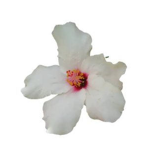 گل ختمی ژاپنی سفید