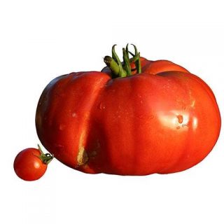 بذر گوجه فرنگی بیف استیک قرمز