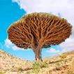 دراگون بلاد خوب