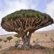 بذر دراگون بلاد