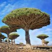 بذر دراگون بلاد