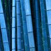 بذر بامبو آبی