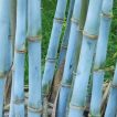 بذر بامبو آبی