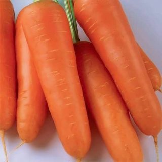 بذر هویج شین کارودا ارگاینک
