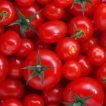 بذر گوجه فرنگی کلوز فرانسه