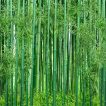 بامبو سبز