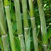 بذر بامبو سبز