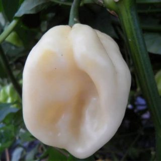 بذر فلفل هابانرو سفید