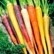 هویج رنگی میکس ارگانیک