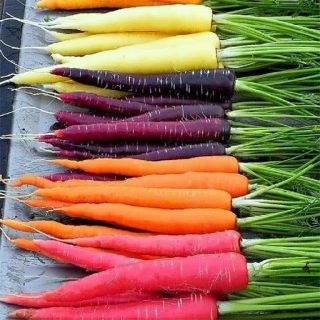 بذر هویج رنگی میکس