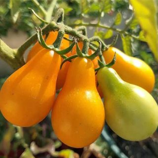 بذر گوجه گلابی نارنجی
