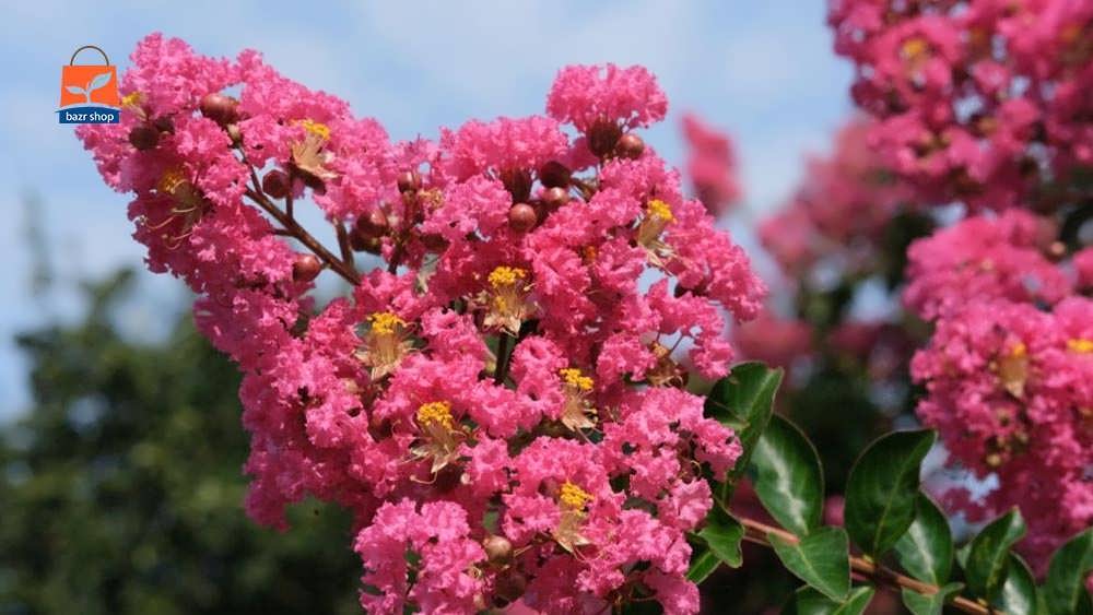 تابستان شکوفه های بوته های توری و رنگ های پر جنب و جوش را در آنجا نشان می دهد