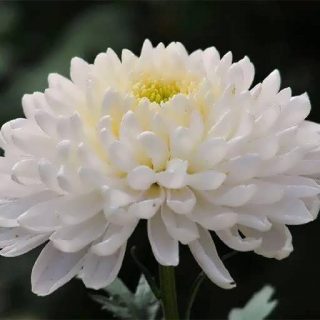 گل داوودی سفید زیبا