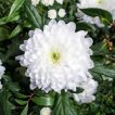 گل داوودی سفید ارگانیک