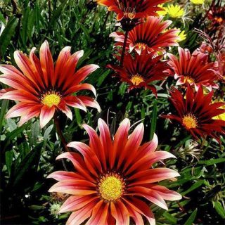 بذر گل آرکوتوتیس (مینا آفریقایی)