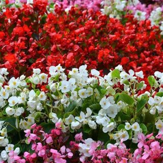 گل بگونیا عروس هفت رنگ زیبا