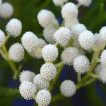 گیاه برزیلیا گالپینی سفید