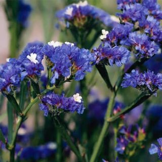 گل لیمونیوم آبی ارگانیک