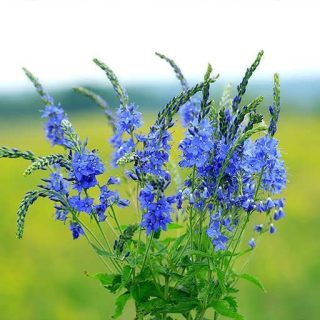 بذر گل لیمونیوم آبی