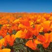 گل خشخاش کالیفرنیایی از نمای نزدیک