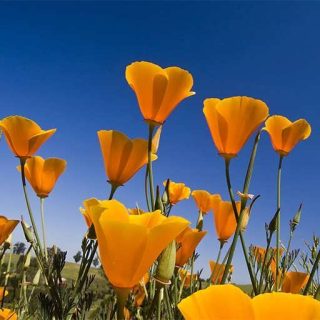 بذر گل خشخاش کالیفرنیایی