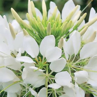 بذر گل لیلیوم چلچراغ سفید