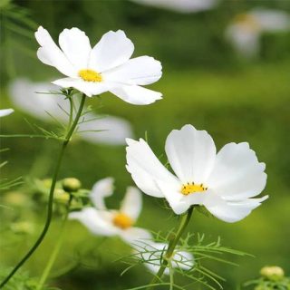 گل ستاره‌ای سفید