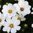 گل ستاره‌ای سفید ارگانیک