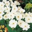 گیاه گل ستاره‌ای سفید