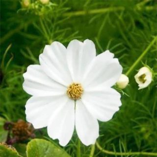 بذر گل ستاره‌ای سفید