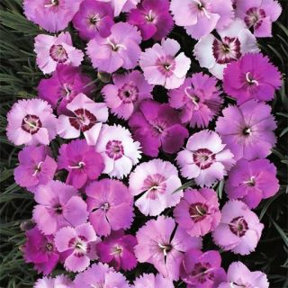 گل میخک پلوماریس میکس