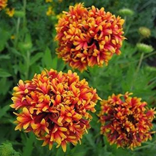 گل سرنوشت الوان (گالاردیا)