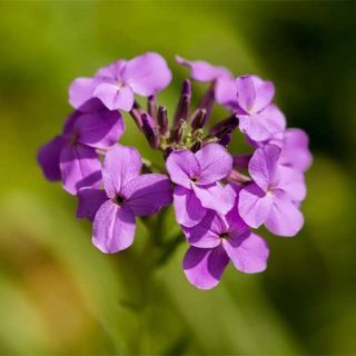 گل هسپریس بانوان (گل عصر) خوشبو