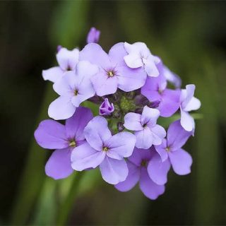 بذر گل هسپریس بانوان (گل عصر)