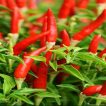 گیاه فلفل قرمز تند مکسی هات 108