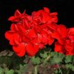 گل شمعدانی قرمز پررنگ از نمای نزدیک