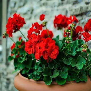 گل شمعدانی قرمز پررنگ در گلدان