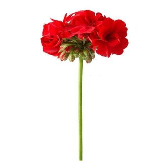 بذر گل شمعدانی قرمز پررنگ