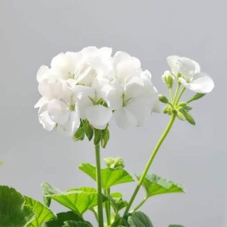 بذر گل شمعدونی سفید