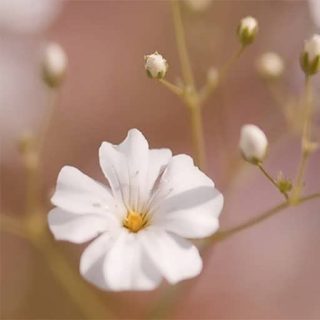 بذر گل چشم ماری سفید