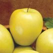 سیب زرد ارگانیک