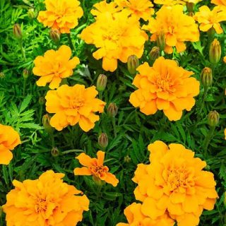 گل میخک زرد ارگانیک