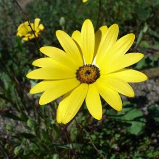 گل آصف السلطنه زرد ارگانیک