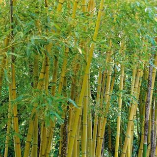 گیاه بامبو طلایی
