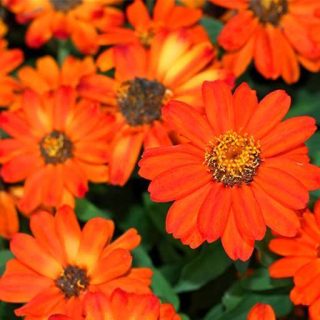 گل ستاره ای نارنجی ارگانیک