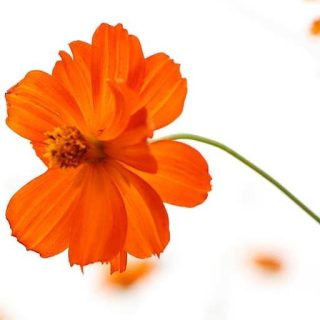 بذر گل ستاره ای نارنجی
