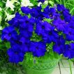 گل اطلسی آبی در گلدان